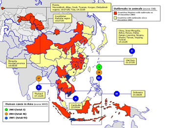 Casos de gripe aviar en Asia