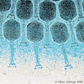 bacteriophage.jpg