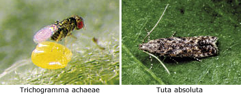 t-achaea-tuta.jpg