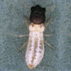 termita2.jpg