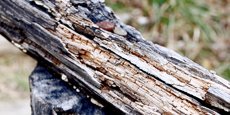 protectores de la madera dazomet