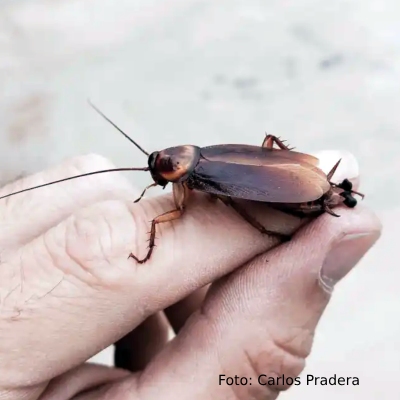 cucarachas