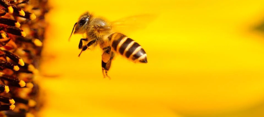 dia mundial de las abejas