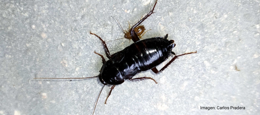 cucarachas