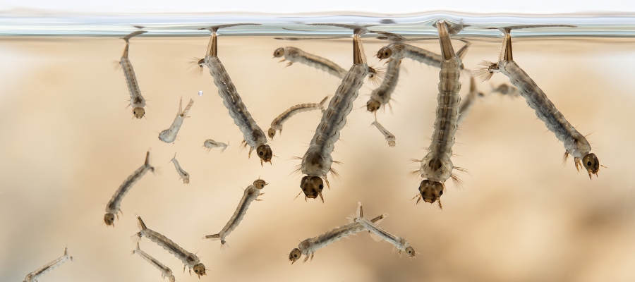 mosquitos
