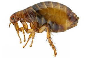 Cómo identificar una infestación por pulgas y cuáles son sus consecuencias