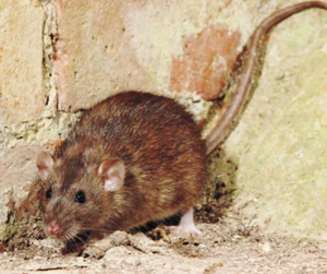 Las alternativas dentro de las trampas para ratas para un hogar - Empresa 