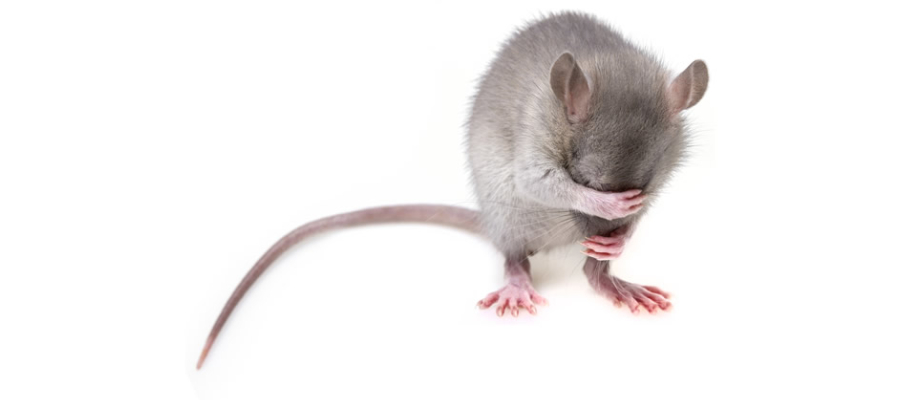 Innovación en trampas para ratones - Arumia, Control de plagas en A Coruña