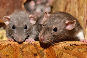 Cerrar el paso a ratas y ratones: la exclusión como estrategia segura y  eficiente | Higiene Ambiental