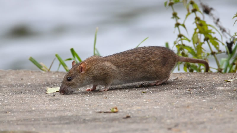 Cómo puede protegerse el profesional del control de plagas frente a  patógenos transmitidos por roedores? | Higiene Ambiental