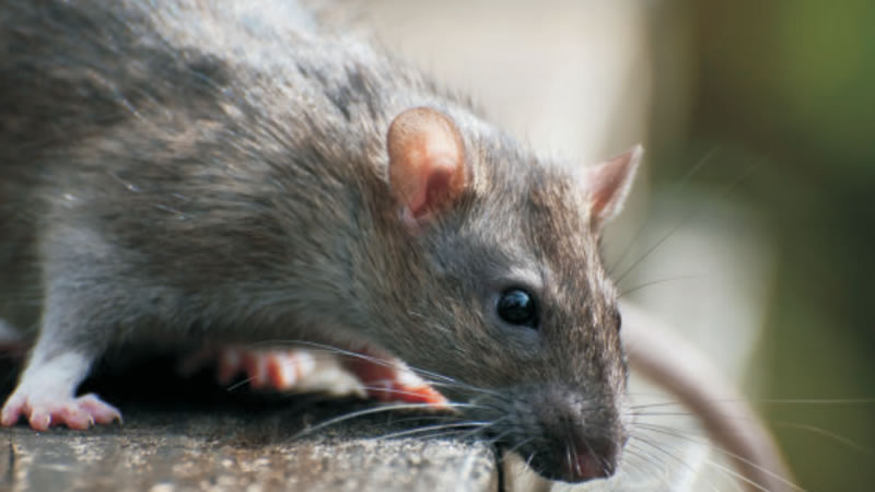 herir vendedor papel El tacto en roedores es importante para controlarlos