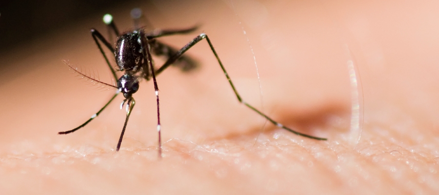mosquitos