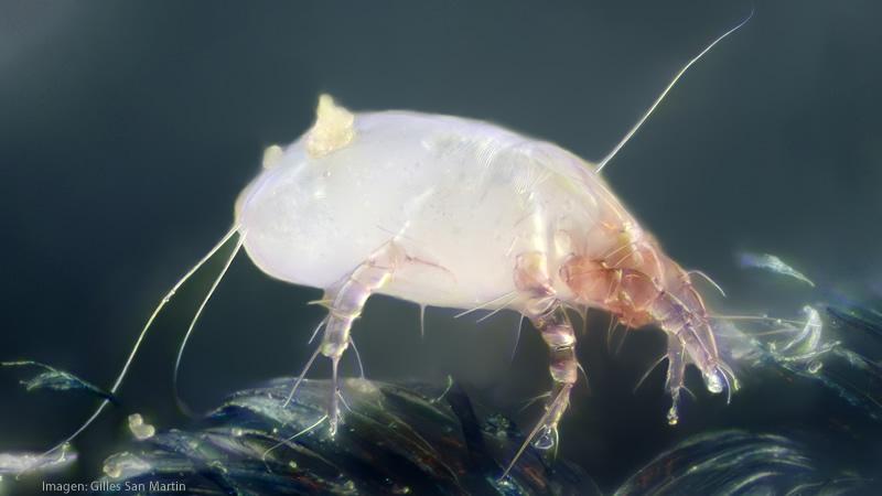 Los Acaros Del Polvo Domestico Y Las Alergias Higiene Ambiental