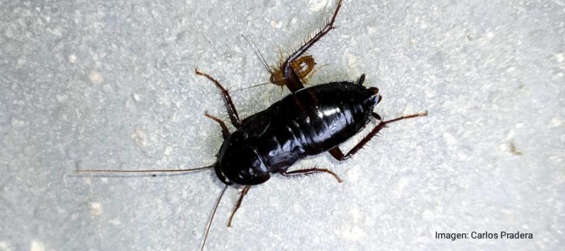 cucarachas