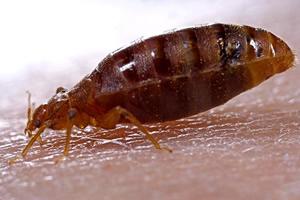 perfume Algún día pulmón Las chinches de la cama pueden transmitir la enfermedad de Chagas | Higiene  Ambiental
