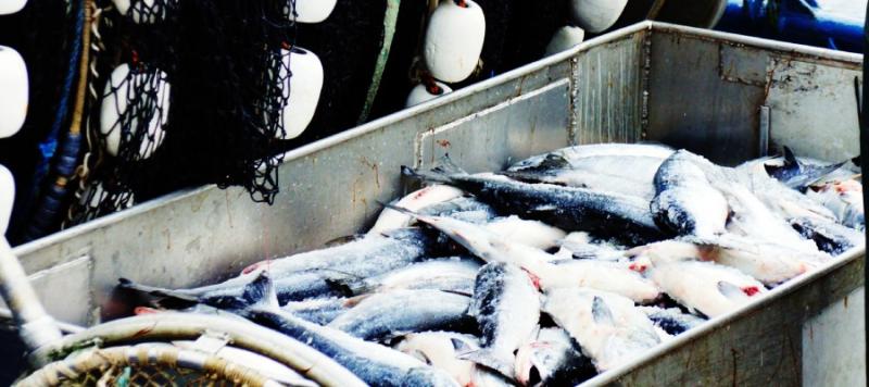 seguridad alimentaria