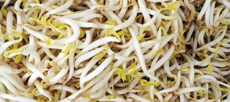 Brotes Germinados, Medidas Para Prevenir Riesgos Microbiológicos