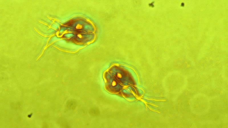 nyves paraziták strongyloidosis tojások morfológiája