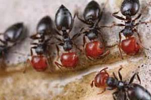 Las hormigas carpinteras Higiene