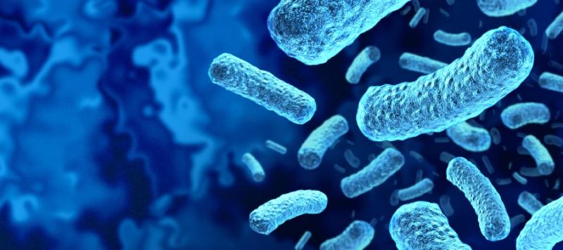 listeria monocytogenes