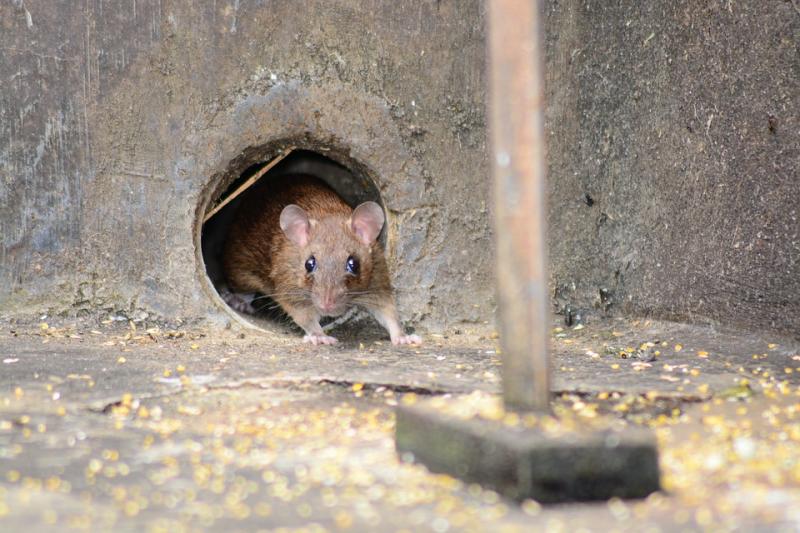 Evaluación de las trampas para roedores en la UE