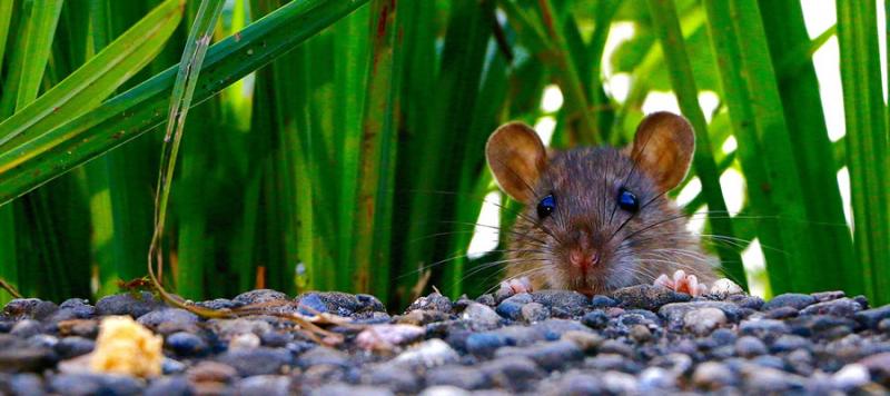 Mantener a las ratas lejos del hogar: tips libres de crueldad, Ecología, La Revista