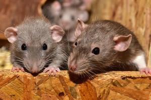 Cerrar el paso a ratas y ratones: la exclusión como estrategia segura y  eficiente