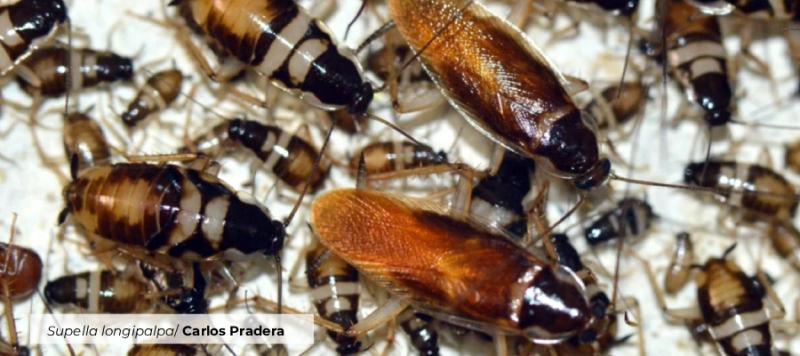 cucarachas