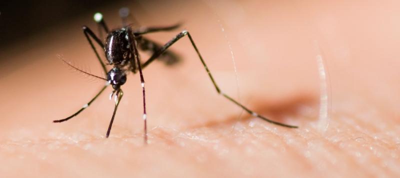mosquitos