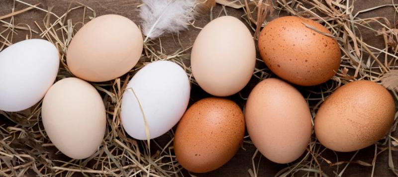 seguridad alimentaria