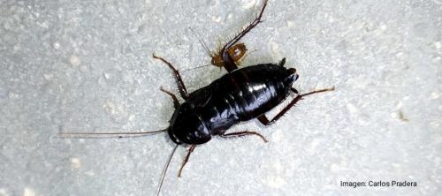 cucarachas