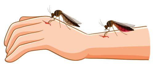 mosquitos