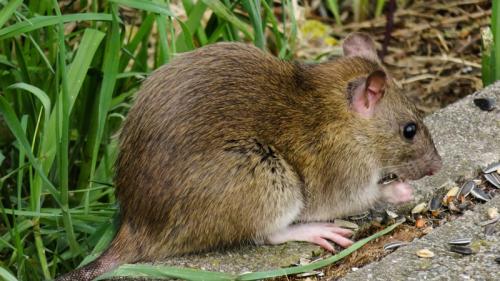 ULTRA® - Control ratas y ratones - uso domestico