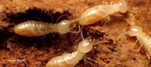 termitas subterraneas