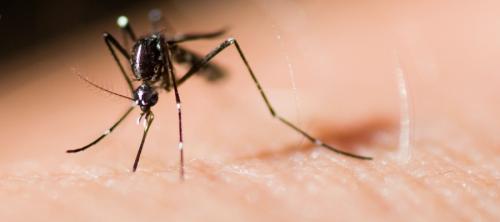 mosquitos