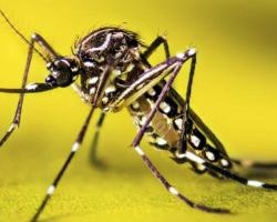 mosquitos Aedes