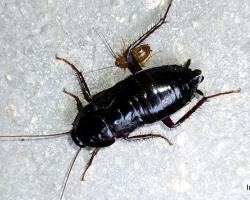 cucarachas