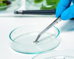 seguridad alimentaria