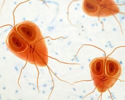 giardia