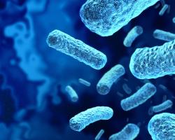 listeria monocytogenes