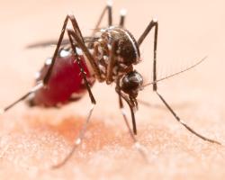 control de mosquitos