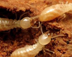 termitas subterraneas