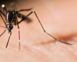 mosquitos
