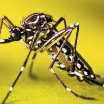 mosquitos Aedes