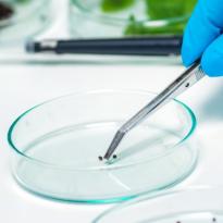 seguridad alimentaria