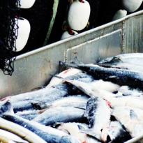 seguridad alimentaria