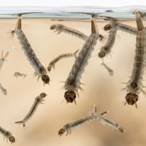 mosquitos