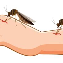 mosquitos