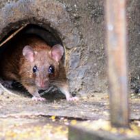 Innovación en trampas para ratones - Arumia, Control de plagas en