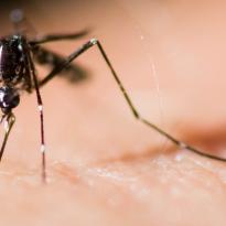 mosquitos